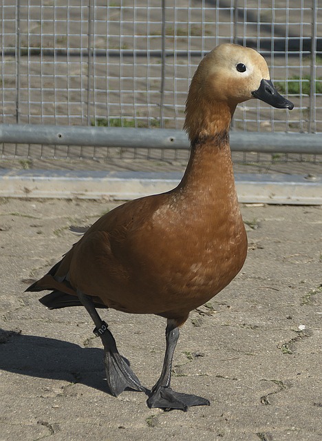 不容小觑